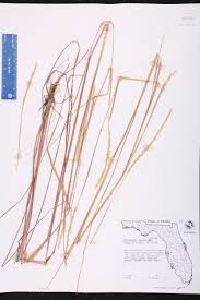 Image result for Elionurus tripsacoides