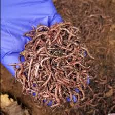 Image result for Red Wigglers
