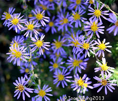 Image result for Felicia filifolia