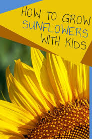 Feb 13, 2020 · growing sunflowers from seed is super easy, too. How To Grow Sunflowers With Kids
