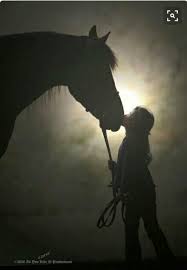 Beautiful Black And White Horse Photography Pin By Roi Jaho On Animals Horses White Horse Photography Horse Photography