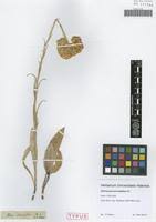 Image result for Helichrysum harveyanum