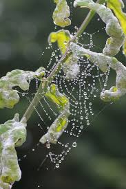 Pin By Carrolyn Vaterlaus Gilger On Diaphanous Diamonds Nature Photography Fall Photography Nature Water Droplets