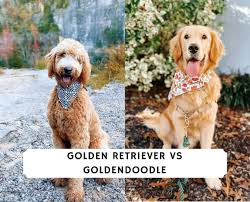 Mar 21, 2021 · librivox about. Golden Retriever Vs Goldendoodle Breed Comparison 2021 We Love Doodles