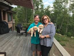 Gold rush kennels with their. Akc Breeder Of Merit Gayle Watkins Golden Retriever Breeder
