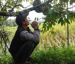 Cara tanam durian duri hitam oci. Tips Tanam Durian Bawor Menanam Durian Super Panen Berlimpah