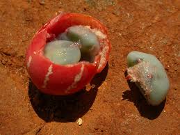 Image result for Diplocyclos tenuis