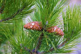 Sign up for free today! Pine Cocoon Tree Free Photo On Pixabay