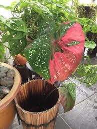 The voiced dental fricative /ð/ (as in this) and the voiceless dental fricative /θ/ (thing). Cozy Cottage Co Cat Tumpah Caladium Red Beret In Gardening Facebook