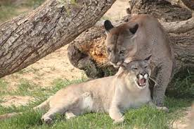 Gratis lieferung und 60 tage retoure. Informacion Sobre El Puma Informacion Sobre Animales