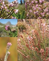 Image result for Erica pleiotricha