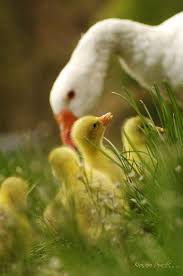 Epingle Par Lucie Leveque Sur Zoofolie Avec Images Animaux Beaux Photo Animaux Animaux De La Ferme