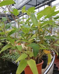 Image result for Marantochloa purpurea