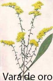 El Lenguaje De Las Flores Floristeria Oasis Goldenrod Flower List Of Flowers Plants