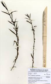 Image result for Oldenlandia lancifolia