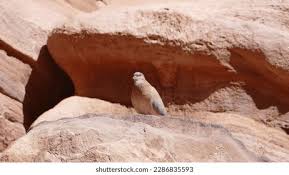 163 Bird Petra Jordan Royalty-Free Images, Stock Photos & Pictures