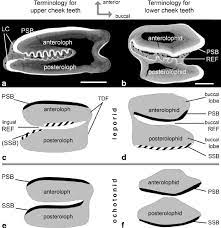The cheek teeth include both premolars and molars. Terminology Of Upper And Lower Cheek Teeth In Lagomorphs A Micro Ct Download Scientific Diagram