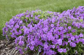 It has a overall rounded shape, with a controlled size. 10 Perennials For Mostly Sun Archives Dearborn Designs Associates