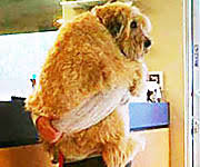 Résultat de recherche d'images pour "swift lorde site:dailymail.co.uk"