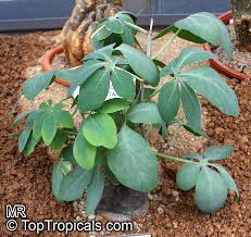Image result for Adenia glauca