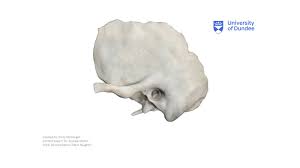 Image result for Temporal Bone