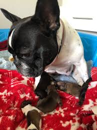 Expect to pay less for a puppy without. Public Plea Issued To Help French Bulldog And 7 Newborn Puppies News