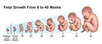 Stages Of Baby Development Pregnancy Tips Advice For Mum To Be