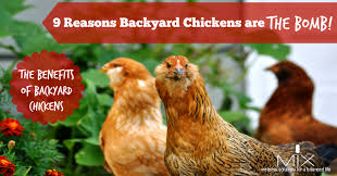 Here's how to do it the right way. 9 Reasons Backyard Chickens Are The Bomb The Benefits Of Backyard Chickens Mix Wellness