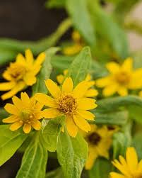 Image result for Aspilia