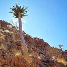 Image result for Adenolobus pechuelii