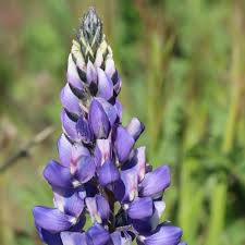 Image result for Lupinus mexicanus