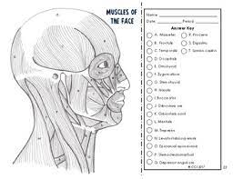 Colours worksheets and online activities. Muscular System Coloring By The Science Connection Tpt