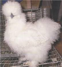 White Buff Blue Partridge Paint Splash Mareks Vaccinated Specializing In Dna Sexed Female Bearded Silkie Silkies Silkie Chickens Silkie Chickens For Sale