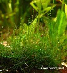 Stringy Moss Leptodictyum Riparium Aquatic Plants Moss Nature Aquarium