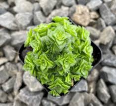 Image result for Crassula granvikii