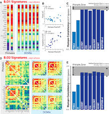 Outperform its c language counterparts b. Large Scale High Resolution Comparison Of The Core Visual Object Recognition Behavior Of Humans Monkeys And State Of The Art Deep Artificial Neural Networks Journal Of Neuroscience