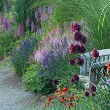 Small Allium Bulbs Sphaerocephalon Drumstick Fall Flower Bulbs Eden Brothers Bulb Flowers Herbaceous Perennials Allium Sphaerocephalon