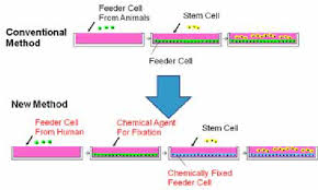 We did not find results for: Chemically Fixed Feeder Cells Were Prepared As A New Technology For Download Scientific Diagram