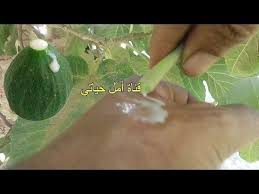 لن تصدق ما أهمية حليب التين وحليب اوراق التين ماذا يعالج youtube vegetables zucchini food