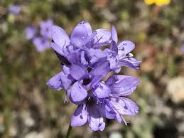 Image result for Gilgiochloa