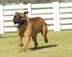 Bullmastiff dogs and puppies available for adoption near battle creek, warren, and southfield! This Is The Most Commonly Banned Dog Breed In The U S