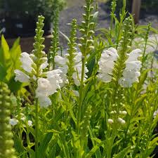 Image result for Physostegia