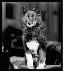 Balto An American Hero Officail Site Dog Sledding Dog Hero Famous Dogs