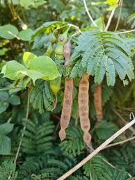 Image result for Acacia schweinfurthii