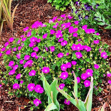 Image result for Geranium sanguineum Max Frei