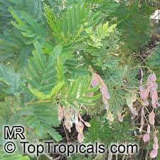 Image result for Acacia decurrens