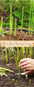 How To Grow Asparagus Crowns Growing Asparagus Plants Growing Vegetables