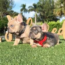 French bulldog colors are just one fascinating aspect of this smart, affectionate purebred dog's appeal. Frenchie Color Genetics Tato S Frenchies South Florida S Best French Bulldogs