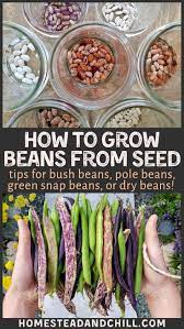 How To Grow Bushels Of Beans From Seed Bush Beans Pole Beans Homestead And Chill Growing Bush Beans Bush Beans Pole Beans