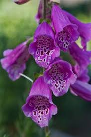 Foxglove Hummingbirds And Bees Best Friend Beautiful Flowers Hummingbird Garden Biennial Plants